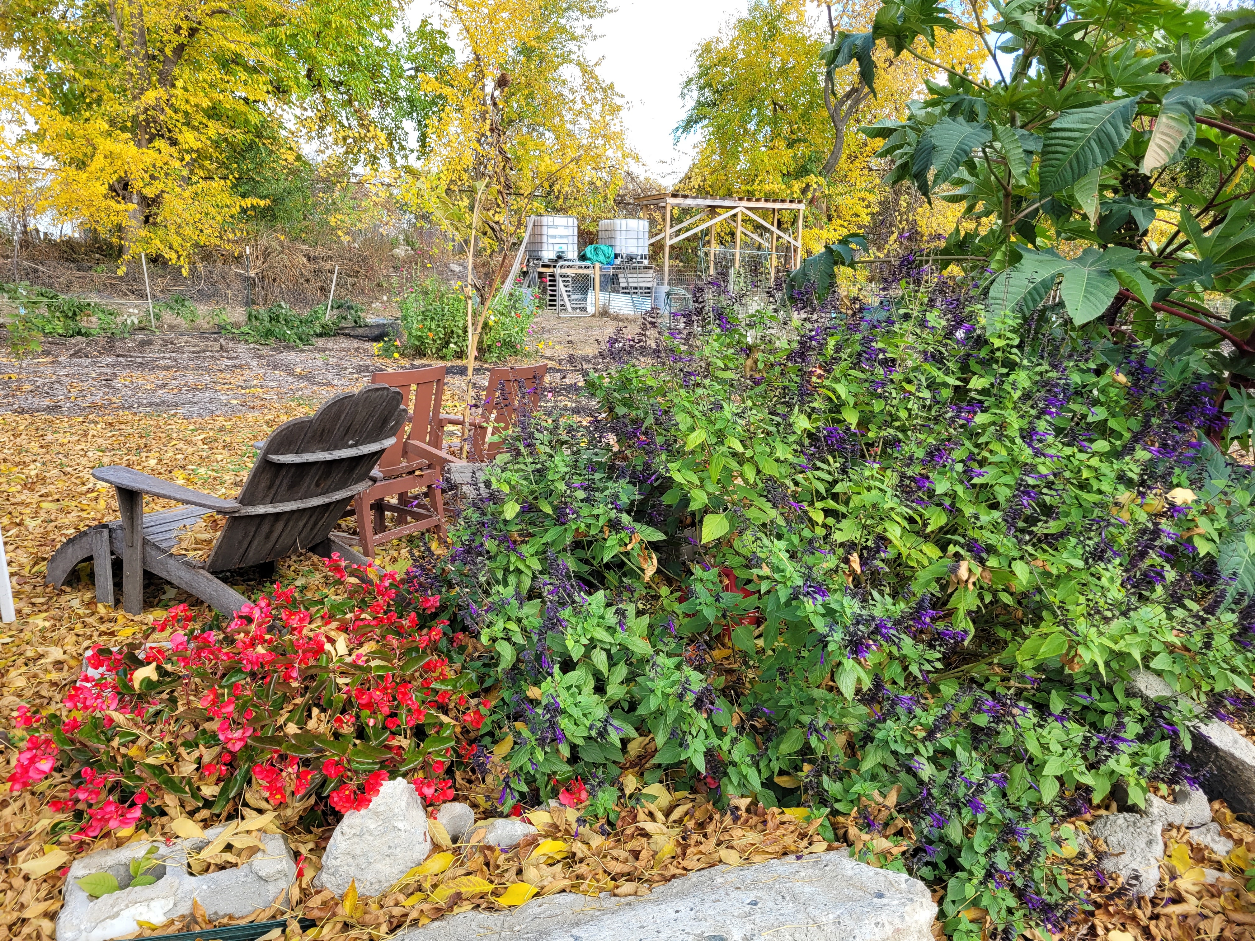 Marjorie Street Garden