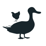 Duck and Chicken
