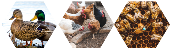 Ducks, Chickens, Bees