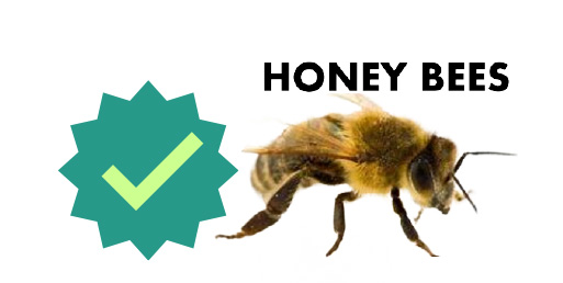 Honey Bees