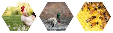 Rooster, Duck, Bees