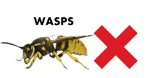Wasps