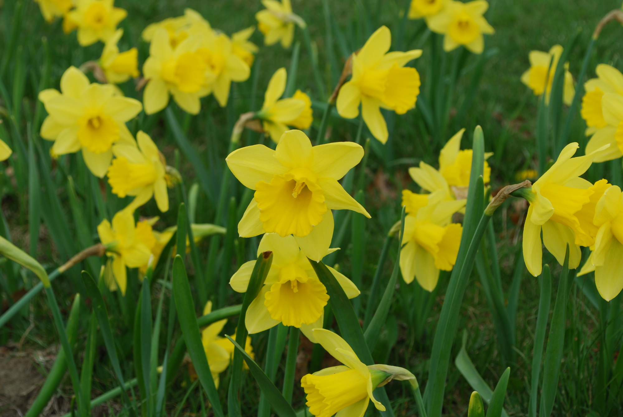 Daffodils pic